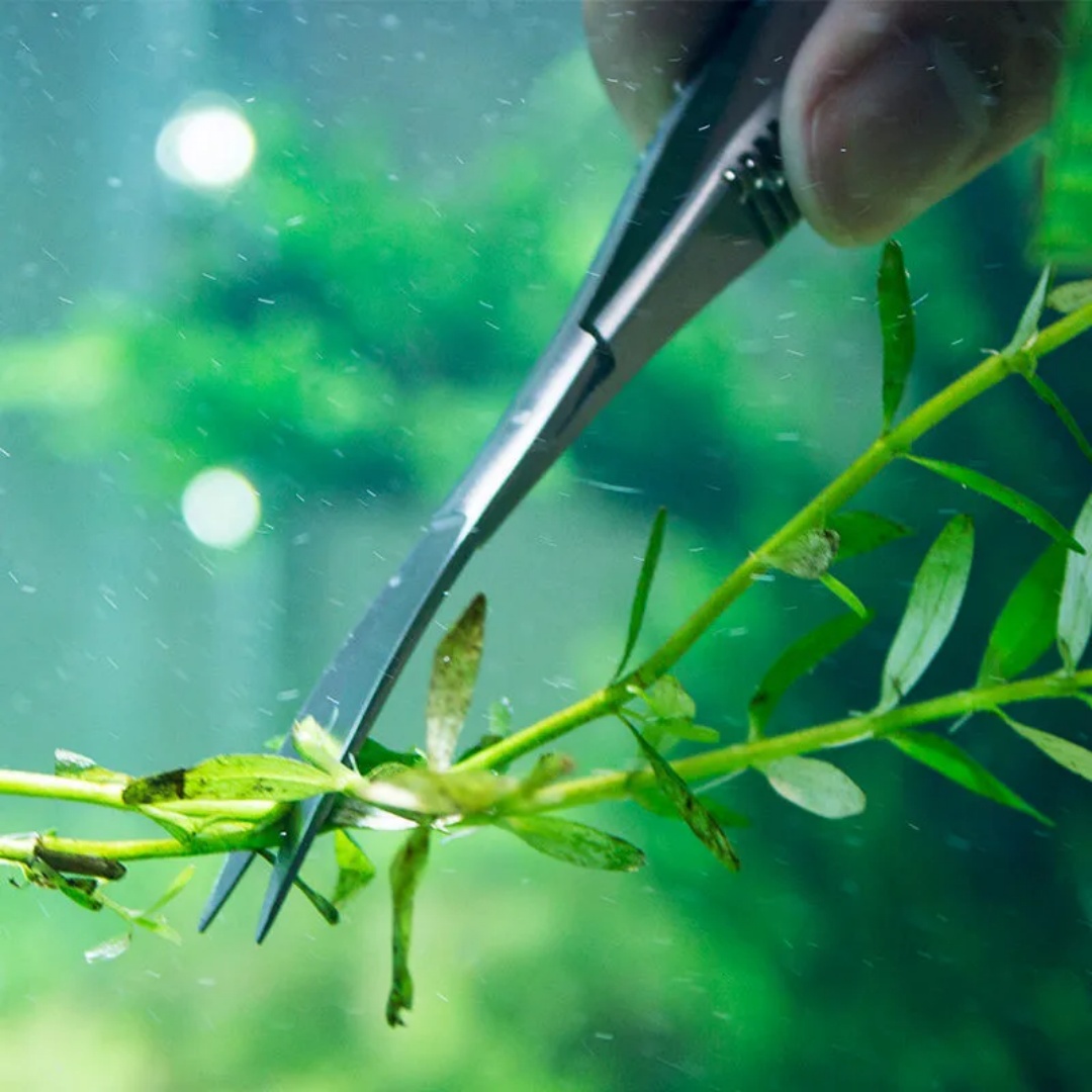 Gebogen rechte veerschaar Aqua - Aquarium Plant Utensils recensie en prijs